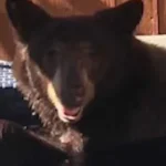 urso-invade-hidromassagem-de-piscina-de-casa-em-los-angeles