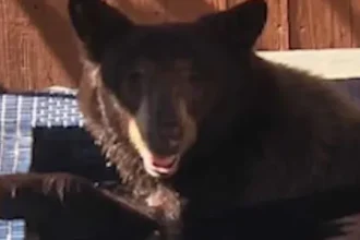 urso-invade-hidromassagem-de-piscina-de-casa-em-los-angeles