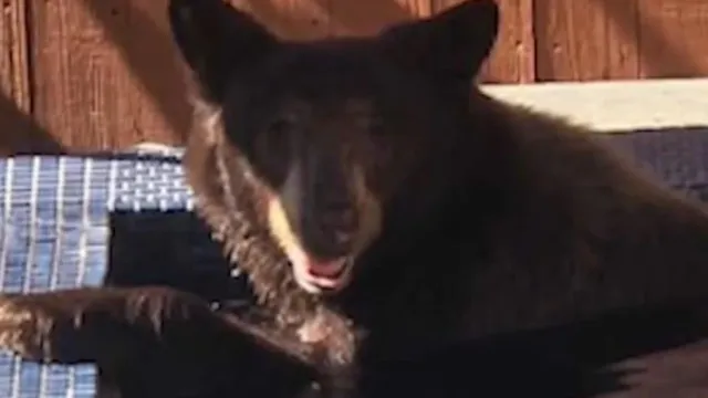 urso-invade-hidromassagem-de-piscina-de-casa-em-los-angeles