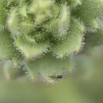 darwin-tinha-razao:-planta-chinesa-pertence-a-linhagem-carnivora