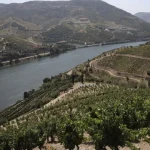 protesto-de-viticultores-no-douro-pede-escoamento-de-uvas-a-precos-justos