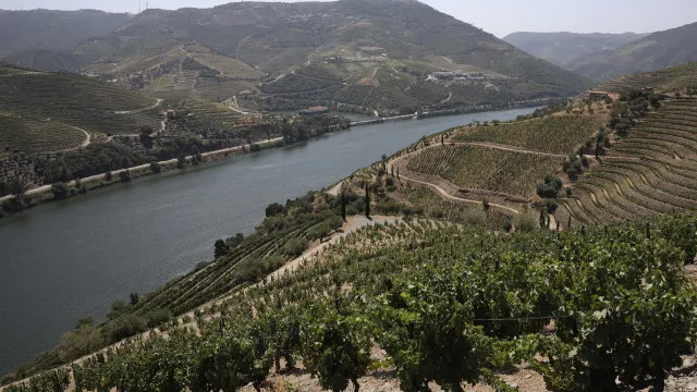 protesto-de-viticultores-no-douro-pede-escoamento-de-uvas-a-precos-justos