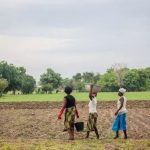 grande-muralha-verde-restaura-1,66-milhao-de-hectares-na-africa