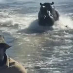 “assustador”.-hipopotamo-persegue-barco-com-turistas-no-botsuana