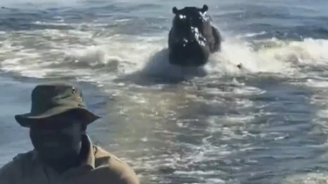 “assustador”.-hipopotamo-persegue-barco-com-turistas-no-botsuana