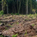 reprogramacao-do-fundo-ambiental-preve-milhoes-para-limpeza-de-terrenos