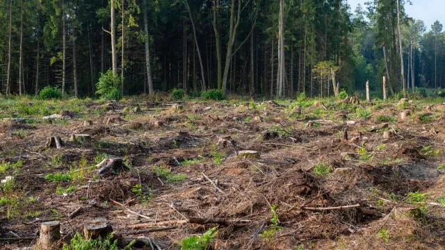 reprogramacao-do-fundo-ambiental-preve-milhoes-para-limpeza-de-terrenos