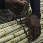 brasil-apoia-produtores-de-cana-de-acucar-afetados-por-tarifas-dos-eua