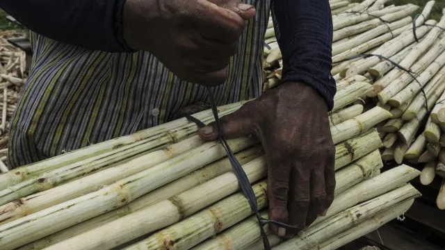 brasil-apoia-produtores-de-cana-de-acucar-afetados-por-tarifas-dos-eua