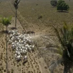brasil-perdeu-14%-da-cobertura-de-vegetacao-nativa-em-41-anos