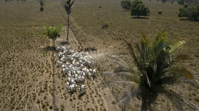 brasil-perdeu-14%-da-cobertura-de-vegetacao-nativa-em-41-anos