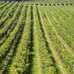 regiao-dos-vinhos-verdes-antecipa-vindima-e-preve-subida-da-producao