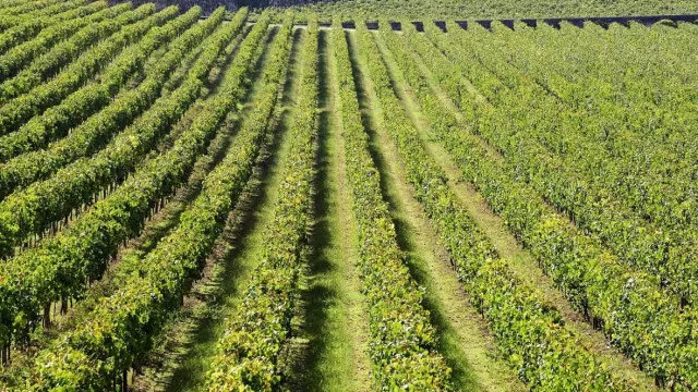 regiao-dos-vinhos-verdes-antecipa-vindima-e-preve-subida-da-producao