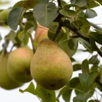 producao-de-pera-rocha-devera-aumentar-este-ano:-quantas-toneladas?