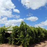 calor-intenso-antecipa-vindima-que-no-alentejo-comecou-em-julho