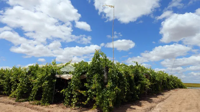 calor-intenso-antecipa-vindima-que-no-alentejo-comecou-em-julho
