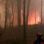 fogo-progride-rapidamente-e-ameaca-casas-em-parque-natural-da-belgica