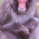 macaco-fugitivo-regressa-a-zoo-na-escocia-apos-escapar-durante-a-noite