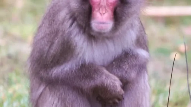 macaco-fugitivo-regressa-a-zoo-na-escocia-apos-escapar-durante-a-noite