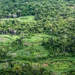amazonia:-indigenas-catalogam-especies-para-proteger-biodiversidade