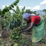 mocambique-quer-investir-1.400-milhoes-para-mais-produtividade-agricola