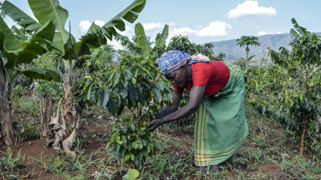 mocambique-quer-investir-1.400-milhoes-para-mais-produtividade-agricola