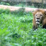 leao-visto-em-espanha?-guardia-civil-procura-animal-(que-pode-ser-outro)