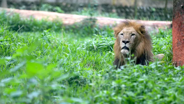 leao-visto-em-espanha?-guardia-civil-procura-animal-(que-pode-ser-outro)