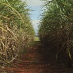 safra-de-cana-de-acucar-deve-crescer-4,7%-em-relacao-ao-ano-de-2025