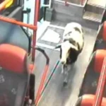 ovelha-em-fuga-embarca-em-autocarro-(e-passa-por-lavagem)-na-alemanha