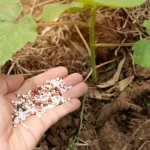 fertilizantes-mais-caros?-governo-vai-lancar-novo-apoio-de-20-milhoes