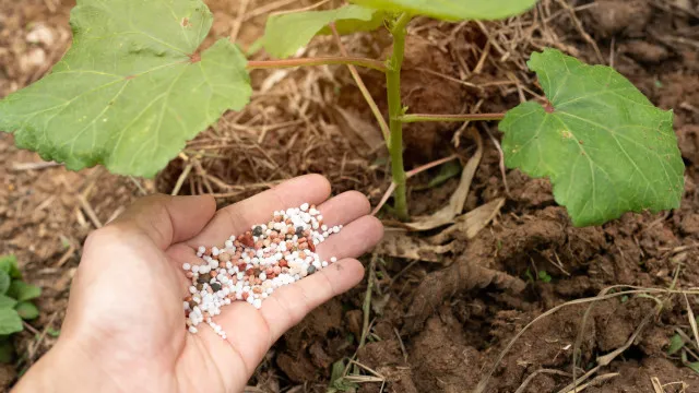 fertilizantes-mais-caros?-governo-vai-lancar-novo-apoio-de-20-milhoes