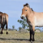 takhi,-o-cavalo-selvagem-que-virou-simbolo-de-restauracao-na-mongolia