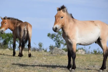 takhi,-o-cavalo-selvagem-que-virou-simbolo-de-restauracao-na-mongolia
