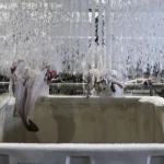 bruxelas-propoe-cortes-de-ate-88%-para-a-pesca-acidental-de-bacalhau