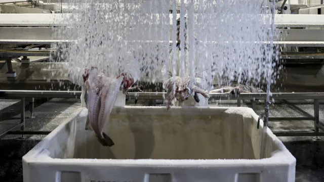 bruxelas-propoe-cortes-de-ate-88%-para-a-pesca-acidental-de-bacalhau
