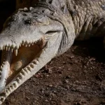 menino-de-3-anos-atacado-por-crocodilo-teve-alta-hospitalar.-“esta-feliz”