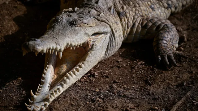 menino-de-3-anos-atacado-por-crocodilo-teve-alta-hospitalar.-“esta-feliz”
