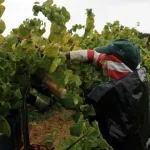 com-chuva-a-vindima-tambem-se-faz-e-inclui-lanche,-vinho-e-convivio