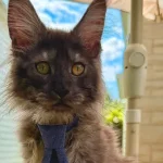 eua.-gato-quebra-recorde-do-guinness-apos-nascer-com…-29-dedos