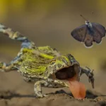 concurso-fotografo-de-vida-selvagem-da-“pequeno-vislumbre”-de-vencedores