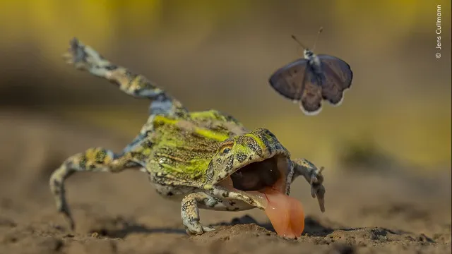 concurso-fotografo-de-vida-selvagem-da-“pequeno-vislumbre”-de-vencedores