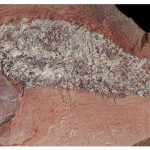 estudo-mostra-fossil-de-peixe-pre-historico-encontrado-em-mato-grosso