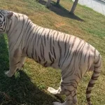 camelo,-hienas,-bisonte.-buscas-a-cartel-levam-ao-resgate-de-135-animais