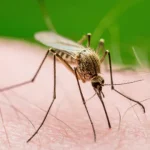dois-funcionarios-morrem-apos-surto-de-malaria-no-aeroporto-de-frankfurt