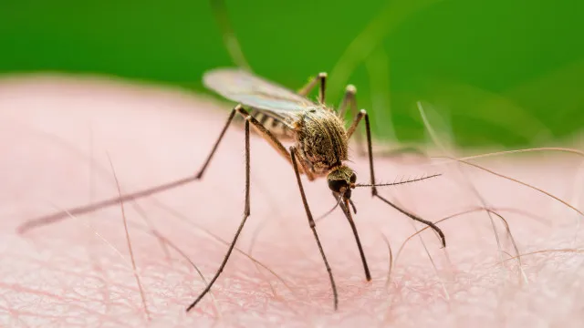 dois-funcionarios-morrem-apos-surto-de-malaria-no-aeroporto-de-frankfurt