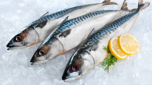 medidas-para-combater-excesso-de-pesca-de-cavala-pela-russia-em-vigor