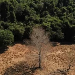 depois-da-cop17,-brasil-e-cobrado-a-efetivar-metas-de-restauracao