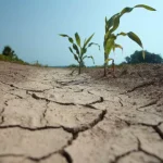 comissao-europeia-aprova-ajudas-de-estado-ao-setor-agricola-portugues