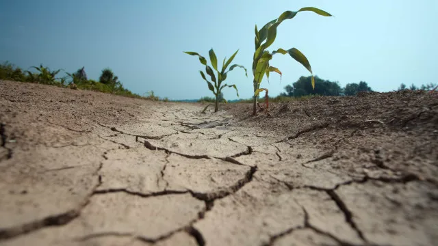 comissao-europeia-aprova-ajudas-de-estado-ao-setor-agricola-portugues